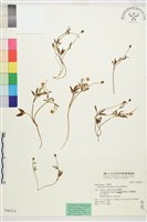 南湖毛茛藏品圖，第1張