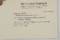 北仲, 刺裸實藏品圖，第2張