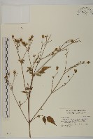 鬼針舅藏品圖，第1張