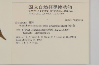 鬼針舅藏品圖，第5張