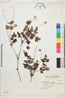 高山鐵線蓮藏品圖，第1張