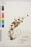 鹿場毛茛藏品圖，第1張