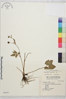 鉤柱毛茛藏品圖，第1張