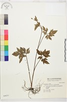 水辣菜、禺毛茛藏品圖，第1張