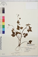 鉤柱毛茛藏品圖，第1張