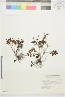 水辣菜、禺毛茛藏品圖，第1張