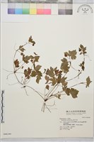 辣子草、揚子毛茛藏品圖，第1張