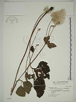 小白頭翁、野棉花藏品圖，第1張