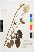 小白頭翁、野棉花藏品圖，第2張