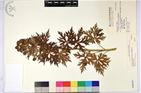 臺灣烏頭藏品圖，第1張