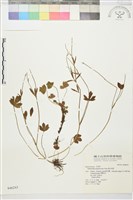 高山毛茛、檜林毛茛藏品圖，第1張