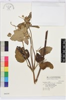 小白頭翁、野棉花藏品圖，第2張