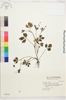 水辣菜、禺毛茛藏品圖，第1張