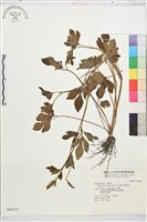 水辣菜、禺毛茛藏品圖，第1張