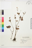 水辣菜、禺毛茛藏品圖，第1張