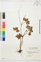 水辣菜、禺毛茛藏品圖，第1張
