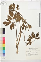 水辣菜、禺毛茛藏品圖，第1張