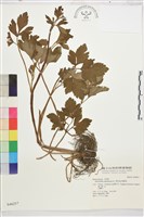 水辣菜、禺毛茛藏品圖，第1張