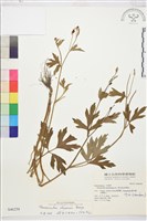 茴茴蒜藏品圖，第1張