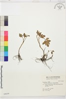 水辣菜、禺毛茛藏品圖，第1張