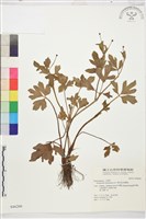 水辣菜、禺毛茛藏品圖，第1張