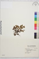 辣子草、揚子毛茛藏品圖，第1張