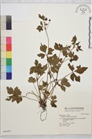 辣子草、揚子毛茛藏品圖，第1張