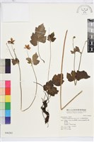 小白頭翁、野棉花藏品圖，第2張