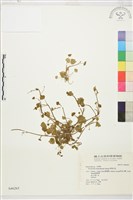 掌葉毛茛藏品圖，第1張