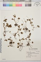 鹿場毛茛藏品圖，第1張