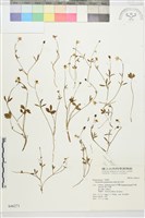 高山毛茛、檜林毛茛藏品圖，第1張