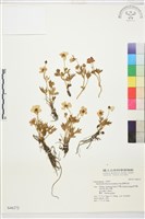 蓬萊毛茛藏品圖，第1張