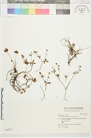 高山毛茛、檜林毛茛藏品圖，第1張