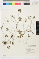 匍枝銀蓮花藏品圖，第1張