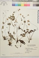 大花傅氏唐松草藏品圖，第1張