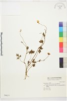 蓬萊毛茛藏品圖，第1張