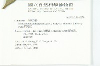 四照花藏品圖，第2張