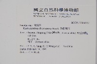 銀脈爵床藏品圖，第2張