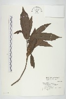 桃葉珊瑚藏品圖，第1張