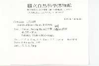 桃葉珊瑚藏品圖，第2張