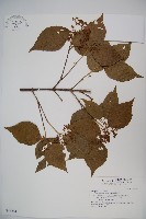 呂宋莢迷藏品圖，第1張