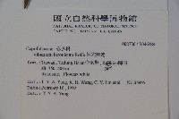 呂宋莢迷藏品圖，第2張