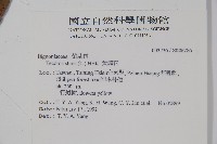 黃鐘花藏品圖，第2張