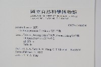 假川牛膝藏品圖，第2張