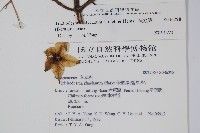 假酸漿藏品圖，第2張