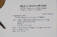 多子漿果莧藏品圖，第2張