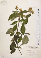 臺灣鱗球花藏品圖，第1張