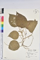 花蓮鐵莧、臺東鐵莧藏品圖，第1張