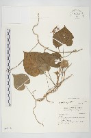 銳葉牽牛藏品圖，第1張