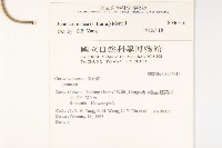 銳葉牽牛藏品圖，第2張